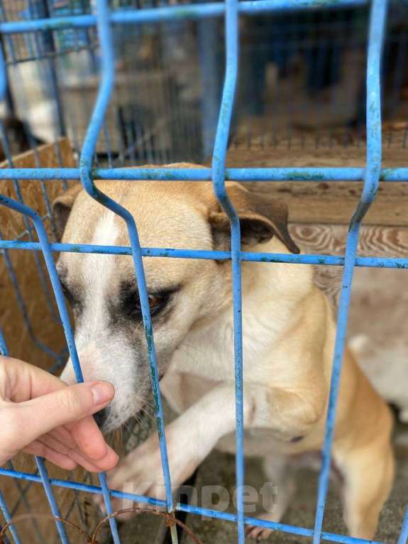 Собаки в других городах Краснодарского края: Джина из приюта Поводог Сочи Девочка, Бесплатно - фото 3