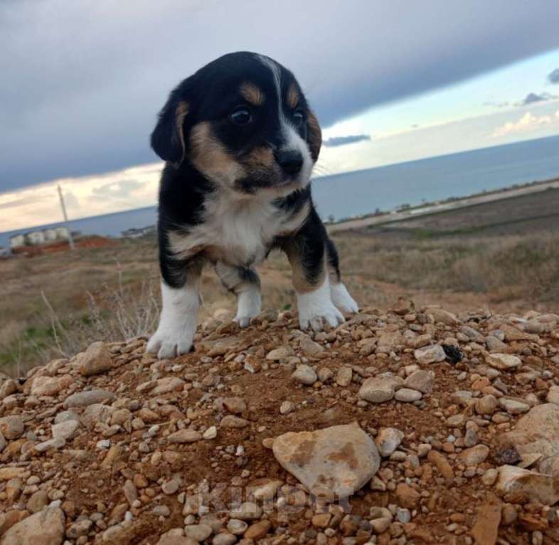 Собаки в Севастополе: В добрые ручки Девочка, Бесплатно - фото 1