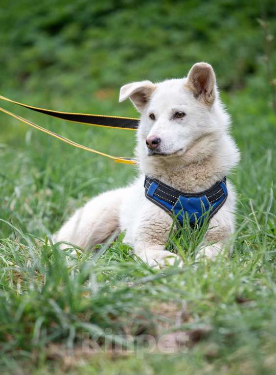 Собаки в Всеволожске: Белла 2 из приюта в добрые руки Девочка, Бесплатно - фото 2