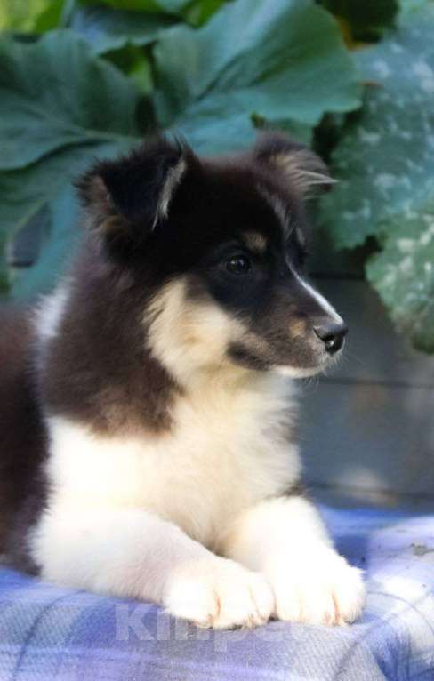 Собаки в Москве: Австралийская овчарка щенок (аусси)  Мальчик, 45 000 руб. - фото 3