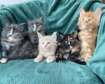 Кошки в Одинцово: Котята мейн кун Мальчик, 15 000 руб. - фото 6
