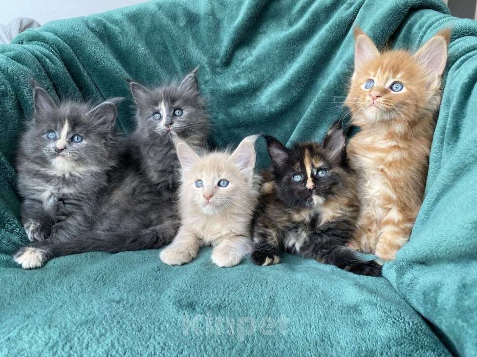 Кошки в Одинцово: Котята мейн кун Мальчик, 15 000 руб. - фото 6