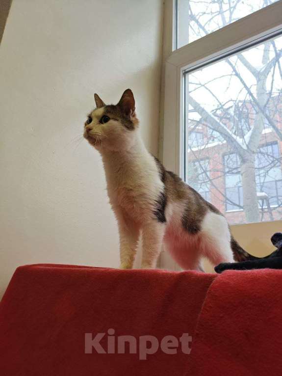 Кошки в Москве: Барсук- обаяшка и кот Мальчик, Бесплатно - фото 3