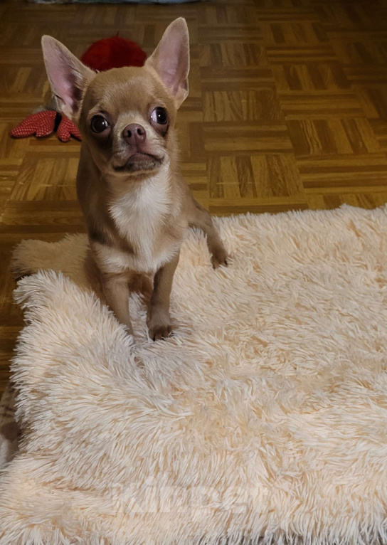 Собаки в Москве: Чихуахуа лиловая девочка Девочка, Бесплатно - фото 1