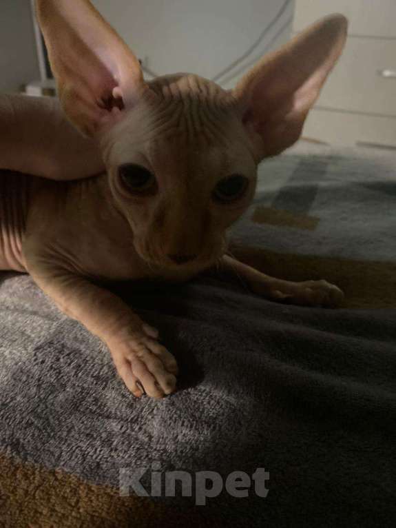 Кошки в Балашихе: Питомник Pansies SASAS Мальчик, 15 000 руб. - фото 3