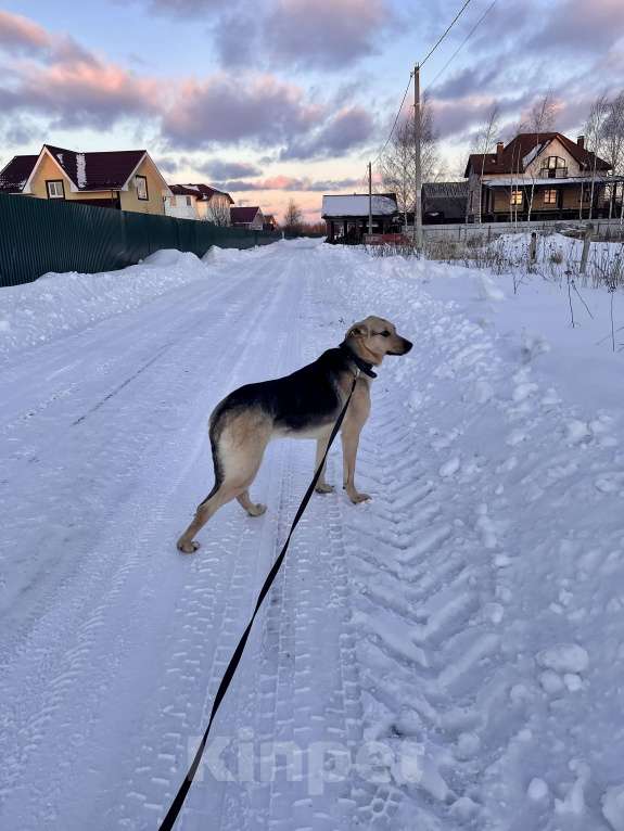 Собаки в других городах Московской области: Доброжелательная Джули Девочка, Бесплатно - фото 6