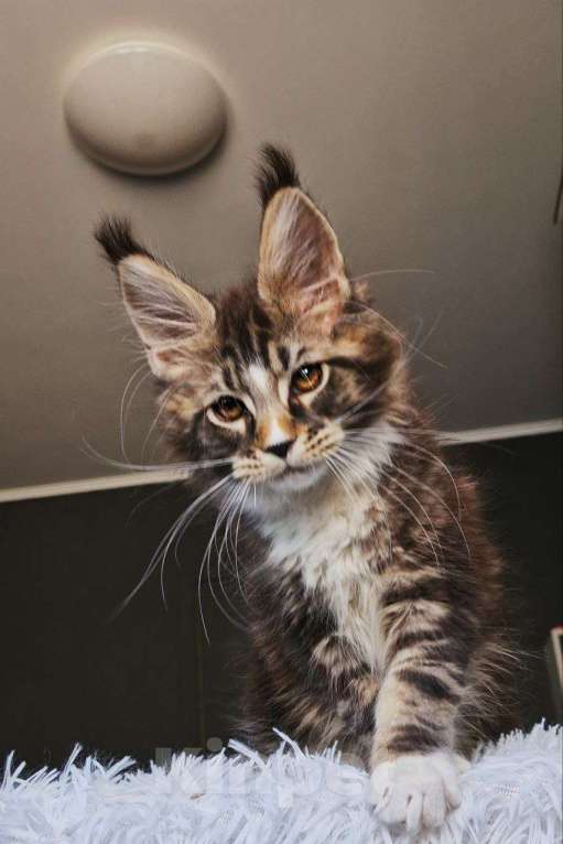 Кошки в Новосибирске: Котенок мейн кун кот  Мальчик, 120 000 руб. - фото 5