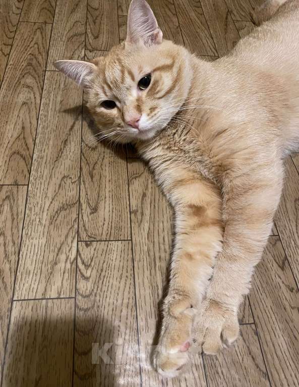Кошки в Санкт-Петербурге: Кот Мальчик, Бесплатно - фото 1