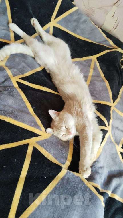 Кошки в Москве: Персиковый нежный котик Кексик🌸 Мальчик, Бесплатно - фото 5