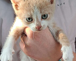 Кошки в Подольске: Котенок Мальчик, 1 руб. - фото 1