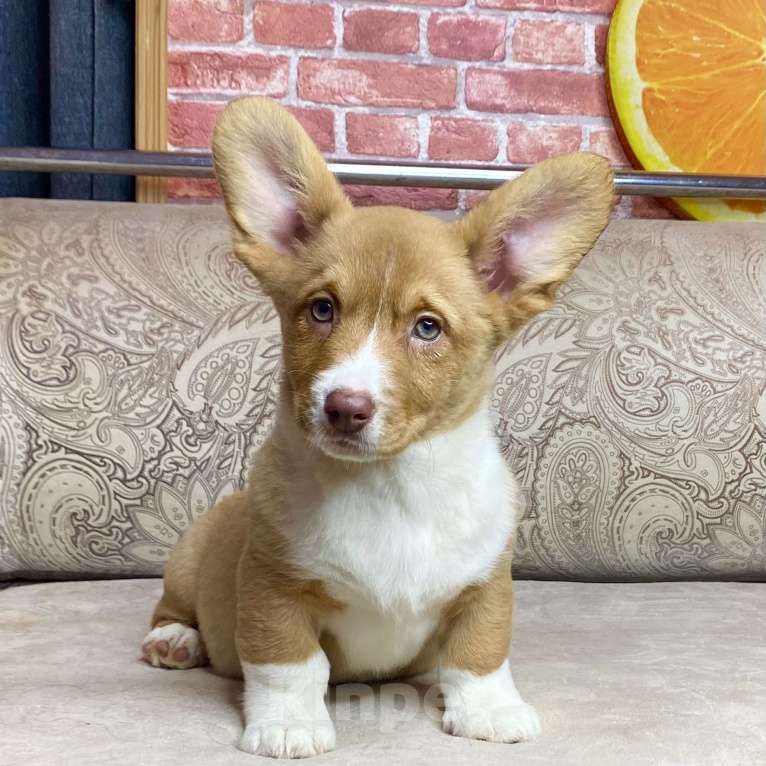 Собаки в Москве: Щенки вельш-корги кардиган Девочка, 40 000 руб. - фото 6