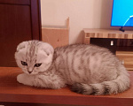 Кошки в Челябинске: Серебристая красотка Девочка, 25 000 руб. - фото 1