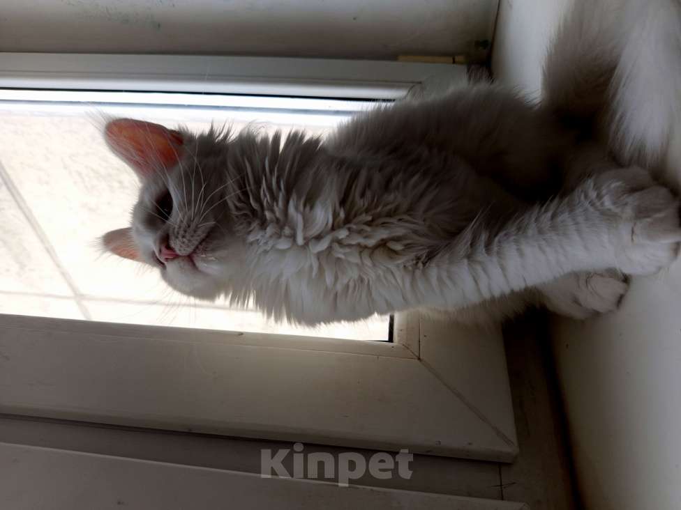 Кошки в других городах Ленинградской области: Девочка Мейн Кун polidakt Девочка, 25 000 руб. - фото 3