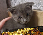 Кошки в Симферополе: Котята в добрые руки  Мальчик, Бесплатно - фото 4