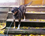 Собаки в Долгопрудном: Молодая собака ищет новый дом! Девочка, Бесплатно - фото 3
