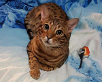 Кошки в Москве: Бенгальский молодой кот!привит есть паспорт, 3 000 руб. - фото 2