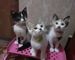 Кошки в Мураше: Котята, 199 руб. - фото 4
