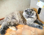 Кошки в Новоалтайске: Кошечка Мирелла, стерилизована, лоток 5+, Бесплатно - фото 1