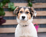 Собаки в Москве: Метис бордер-колли белый щенок Анабелла в добрые руки Девочка, 1 руб. - фото 4
