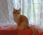 Кошки в Санкт-Петербурге: Золотой британский котик  Мальчик, 35 000 руб. - фото 2