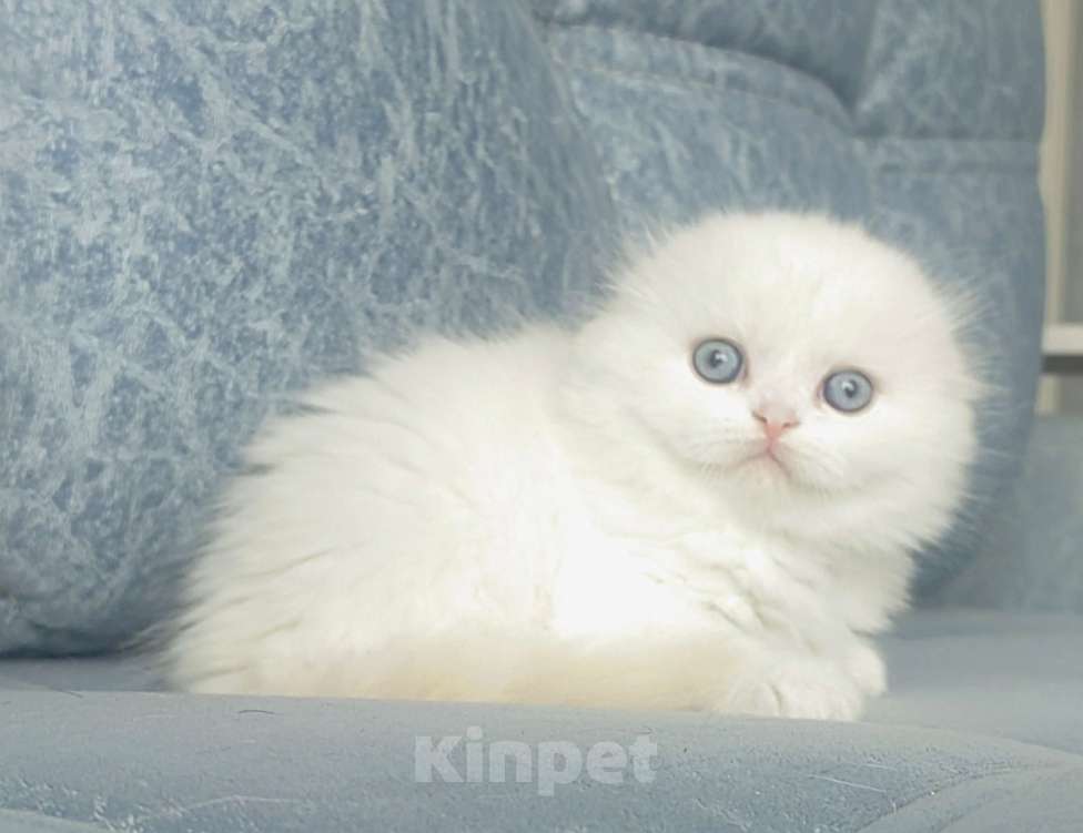 Кошки в Кисловодске: Шотландские котята Девочка, 35 000 руб. - фото 4