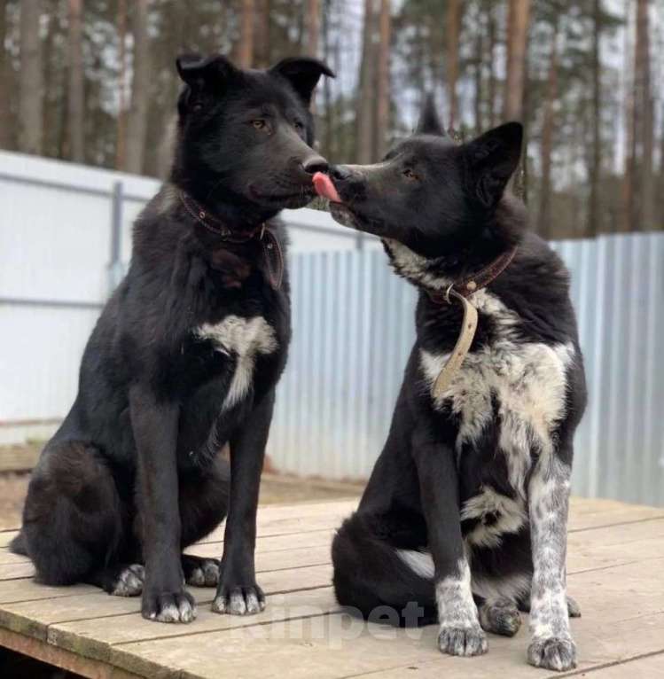 Собаки в Жуковском: Чарли и Барта ищут дом Разнополые, Бесплатно - фото 4