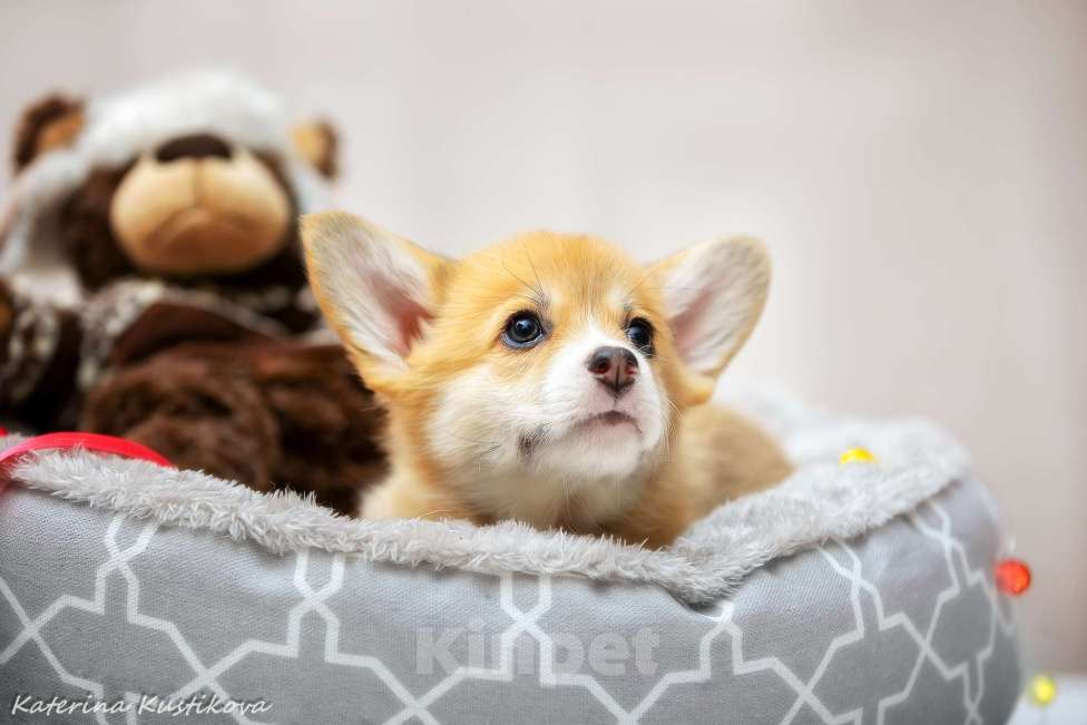 Собаки в Москве: Щенки вельш Корги пемброк Девочка, 60 000 руб. - фото 6