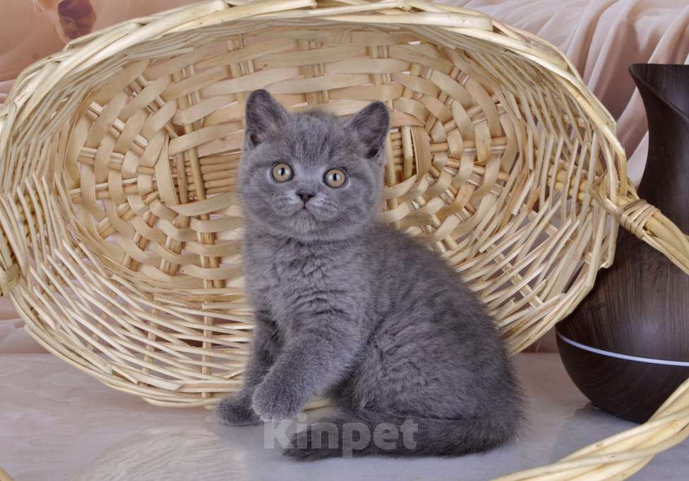 Кошки в Санкт-Петербурге: Британский голубой котенок (девочка) Девочка, 45 000 руб. - фото 2