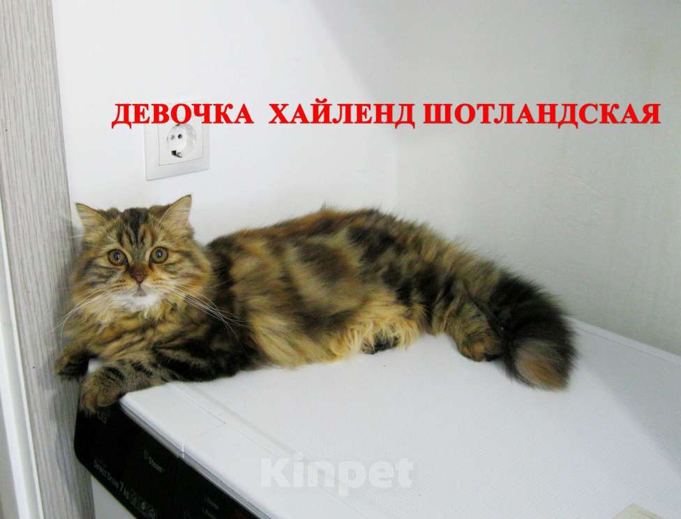 Кошки в Ставрополе: Котята мраморята Мальчик, 10 000 руб. - фото 6