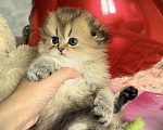 Кошки в Бахчисарае: Шотландский длинношерстный котенок Девочка, 35 000 руб. - фото 1