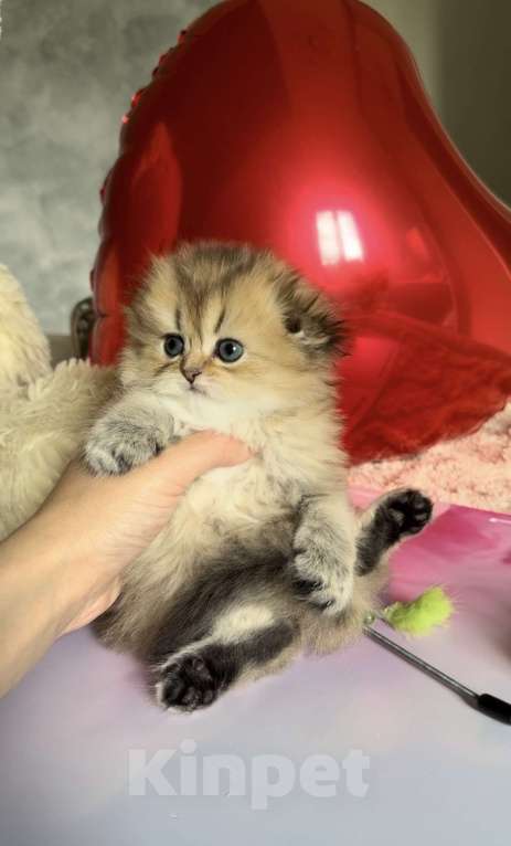 Кошки в Бахчисарае: Шотландский длинношерстный котенок Девочка, 35 000 руб. - фото 1