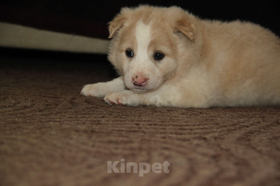 Собаки в Москве: Девочка Девочка, Бесплатно - фото 3