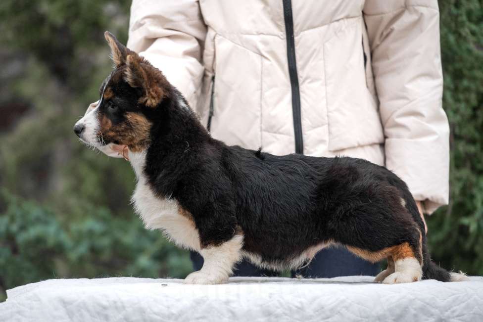 Собаки в других городах Краснодарского края: Щенки вельш корги кардиган Мальчик, 60 000 руб. - фото 5