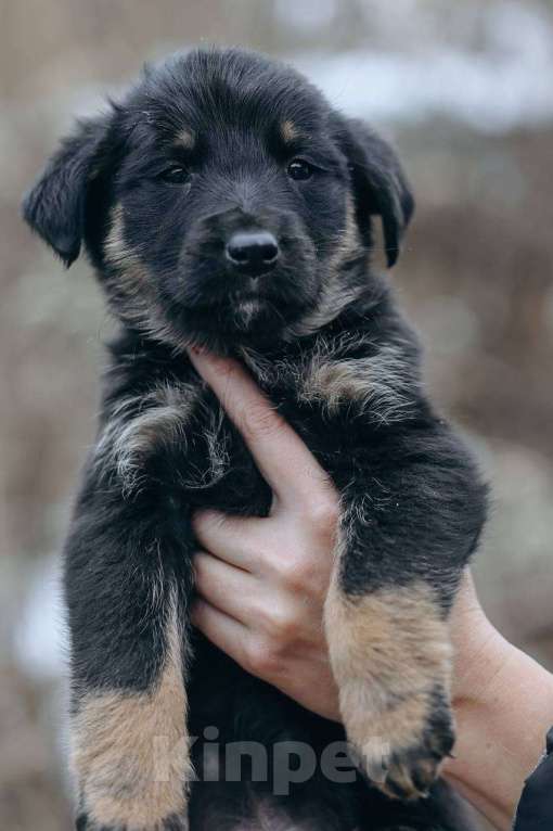 Собаки в Москве: Енисей  Мальчик, Бесплатно - фото 5