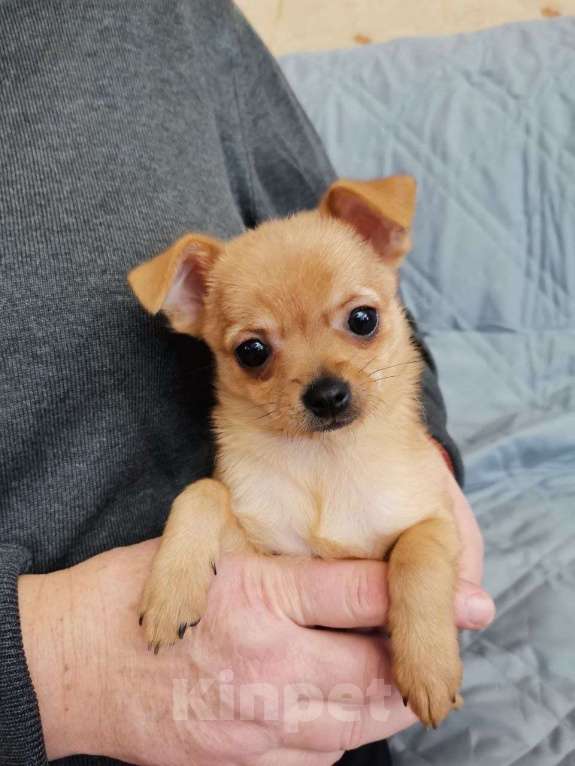 Собаки в Ногинске: Караменька - щенок от маленькой собачки в поисках семьи Девочка, Бесплатно - фото 1