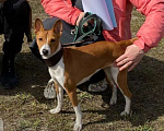 Собаки в Череповце: Щенки басенджи 15.01.2026г. Мальчик, Бесплатно - фото 3