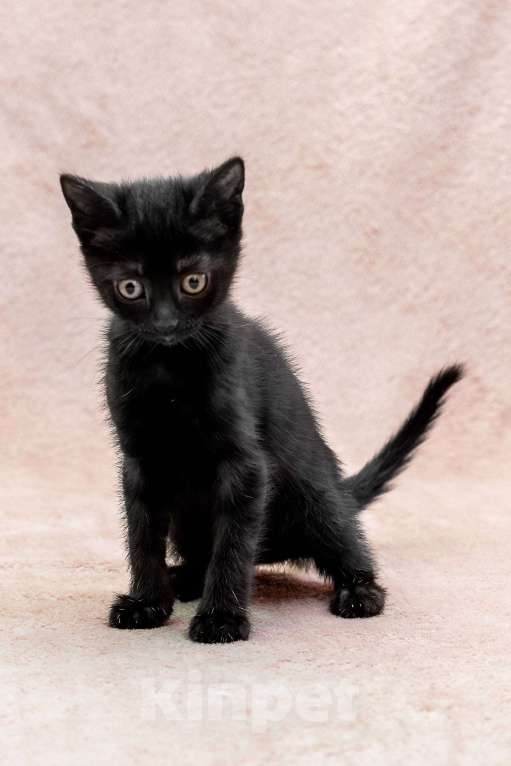 Кошки в Москве: котенок Карамелька ищет дом Девочка, Бесплатно - фото 2