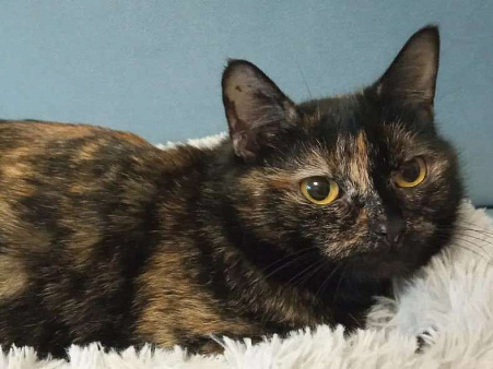 Ласковая молодая кошечка-компаньон Бусинка ищет любящий дом