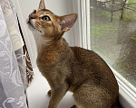 Кошки в Арамиле: Абиссинские  котята  Мальчик, 20 000 руб. - фото 3