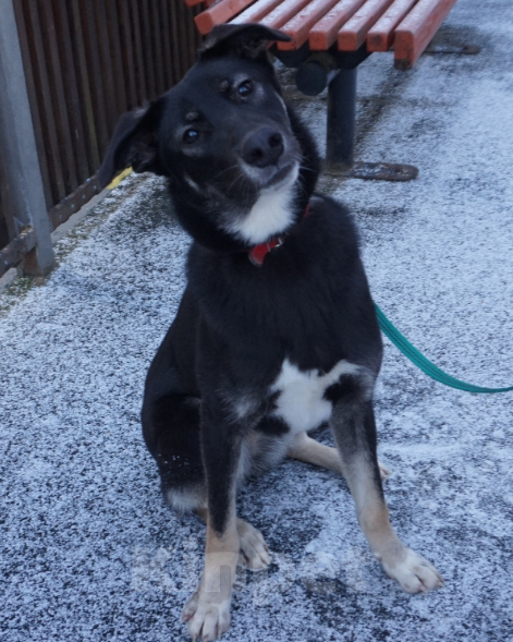 Собаки в Красногорске: Озорная девчёнка и преданный друг. Девочка, Бесплатно - фото 5