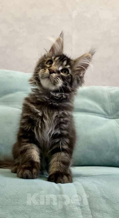 Кошки в Иркутске: Котенок мейн-кун Мальчик, 30 000 руб. - фото 3