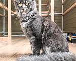 Кошки в других городах Ленинградской области: Котенок мейн-кун Девочка, 15 000 руб. - фото 2