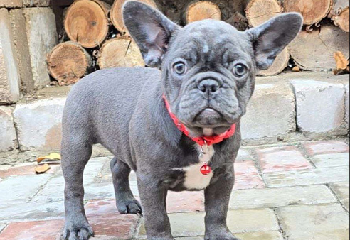 Голубая девочка щенок