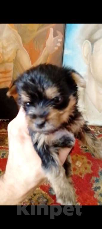 Собаки в Электрогорске: Йокшерский терьер  Девочка, 600 000 руб. - фото 5