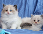 Кошки в Санкт-Петербурге: Рэгдолл Мальчик, 80 000 руб. - фото 2