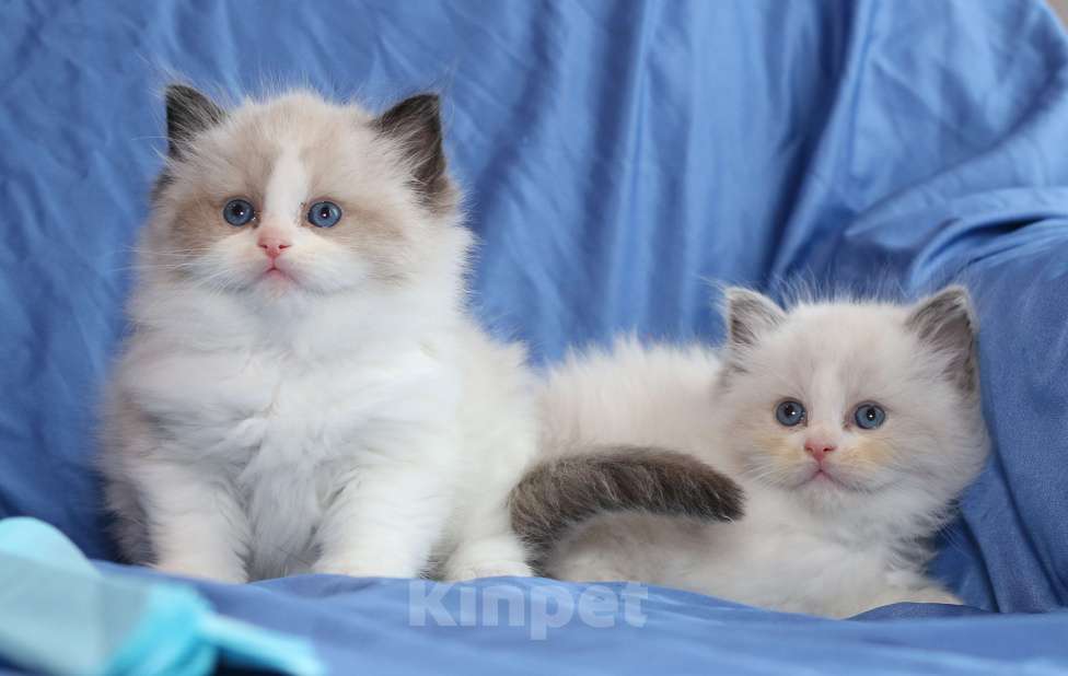 Кошки в Санкт-Петербурге: Рэгдолл Мальчик, 80 000 руб. - фото 2