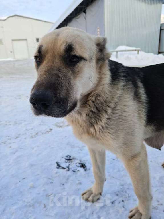 Собаки в Санкт-Петербурге: Щенята ищут свои любящие семьи! Мальчик, Бесплатно - фото 2