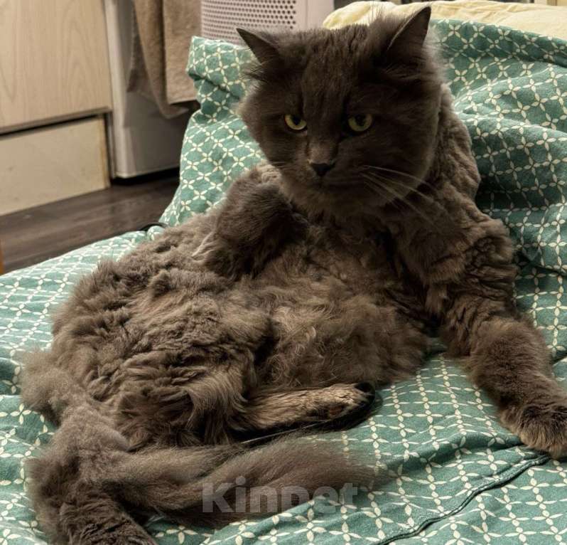 Кошки в Казани: Пропал серый кот. Советский район. Мальчик, 5 000 руб. - фото 3