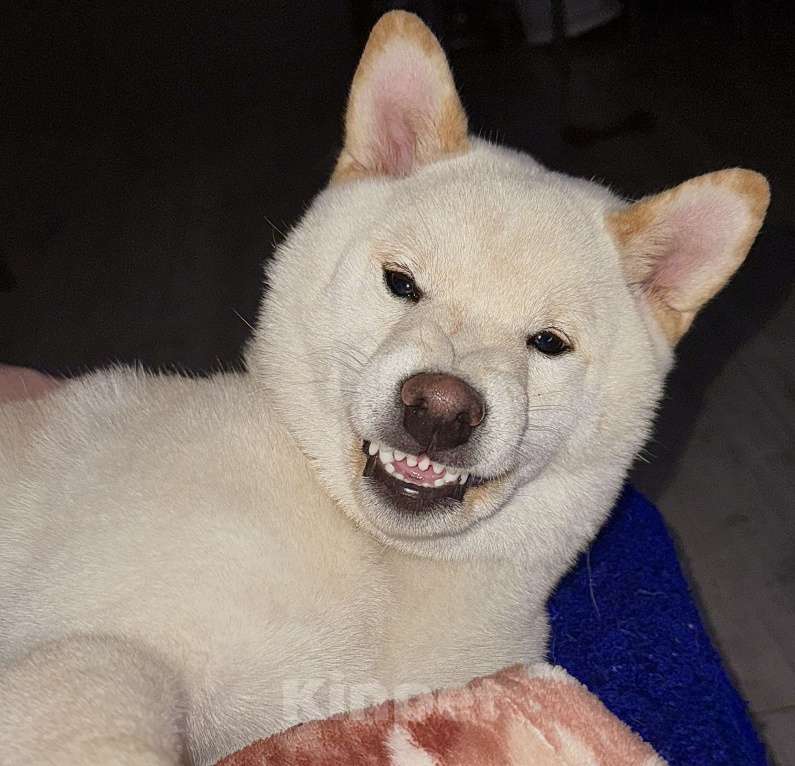 Собаки в других городах Приморского края: Сиба-Ину вязка Мальчик, Бесплатно - фото 1