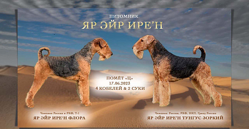 Объявление: щенки эрдельтерьера, Бесплатно, Ярославль